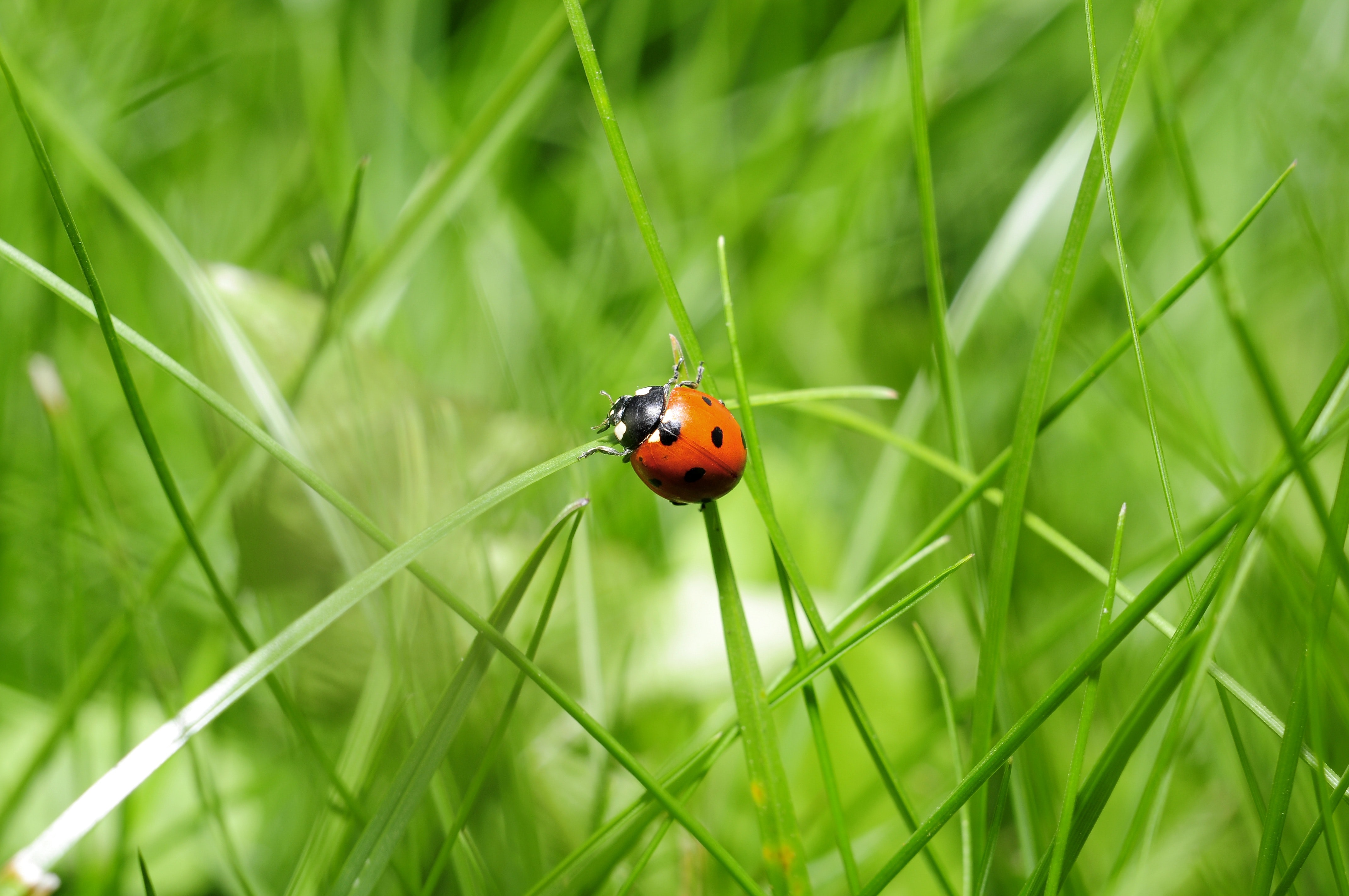Entdecke 7 Wege, wie du deine negativen Glaubenssätze als Mutter erfolgreich verändern kannst pexels photo 35805 Marienkäfer gleich Glückskäfer